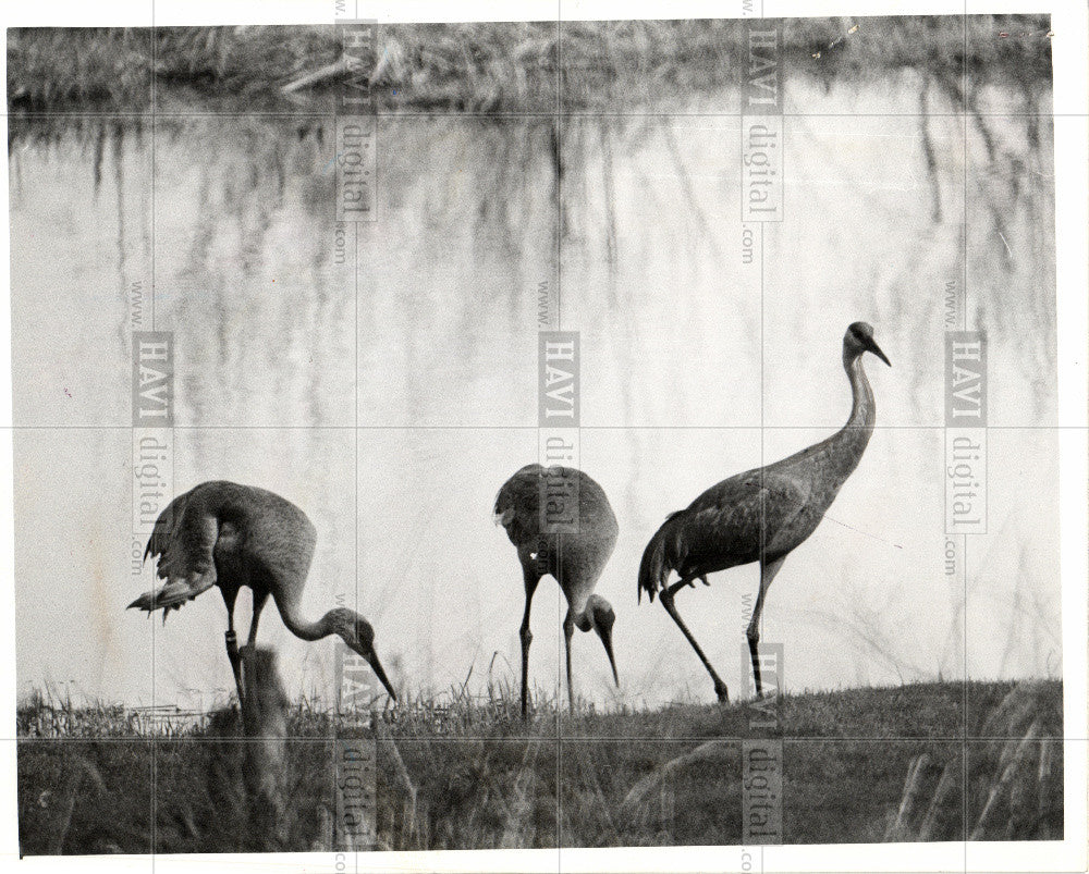 1976 Press Photo sandhill crane - Historic Images