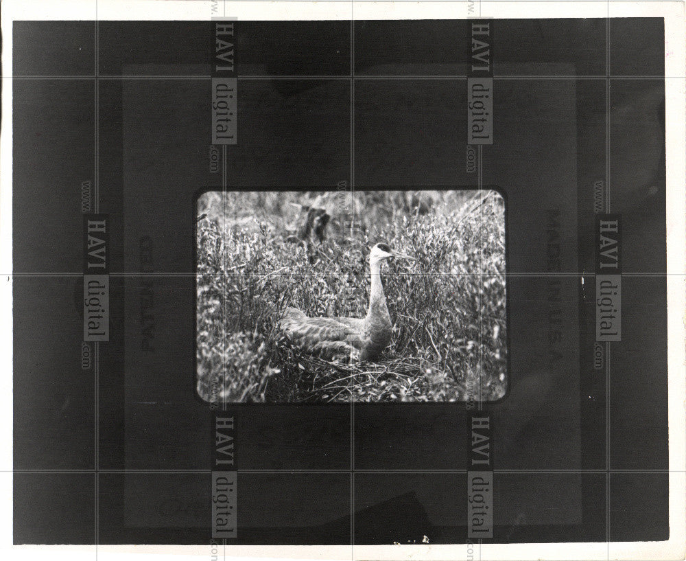 1975 Press Photo Sandhill Crane Bird - Historic Images