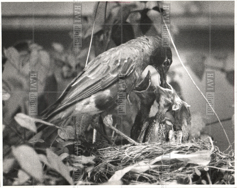 1988 Press Photo bird robin Eaton nursery - Historic Images