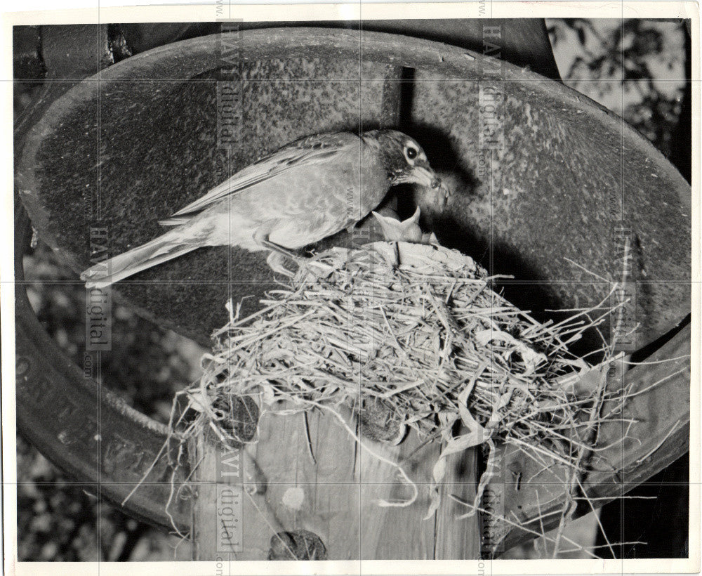 1950 Press Photo robin nest mother feeding baby worm - Historic Images