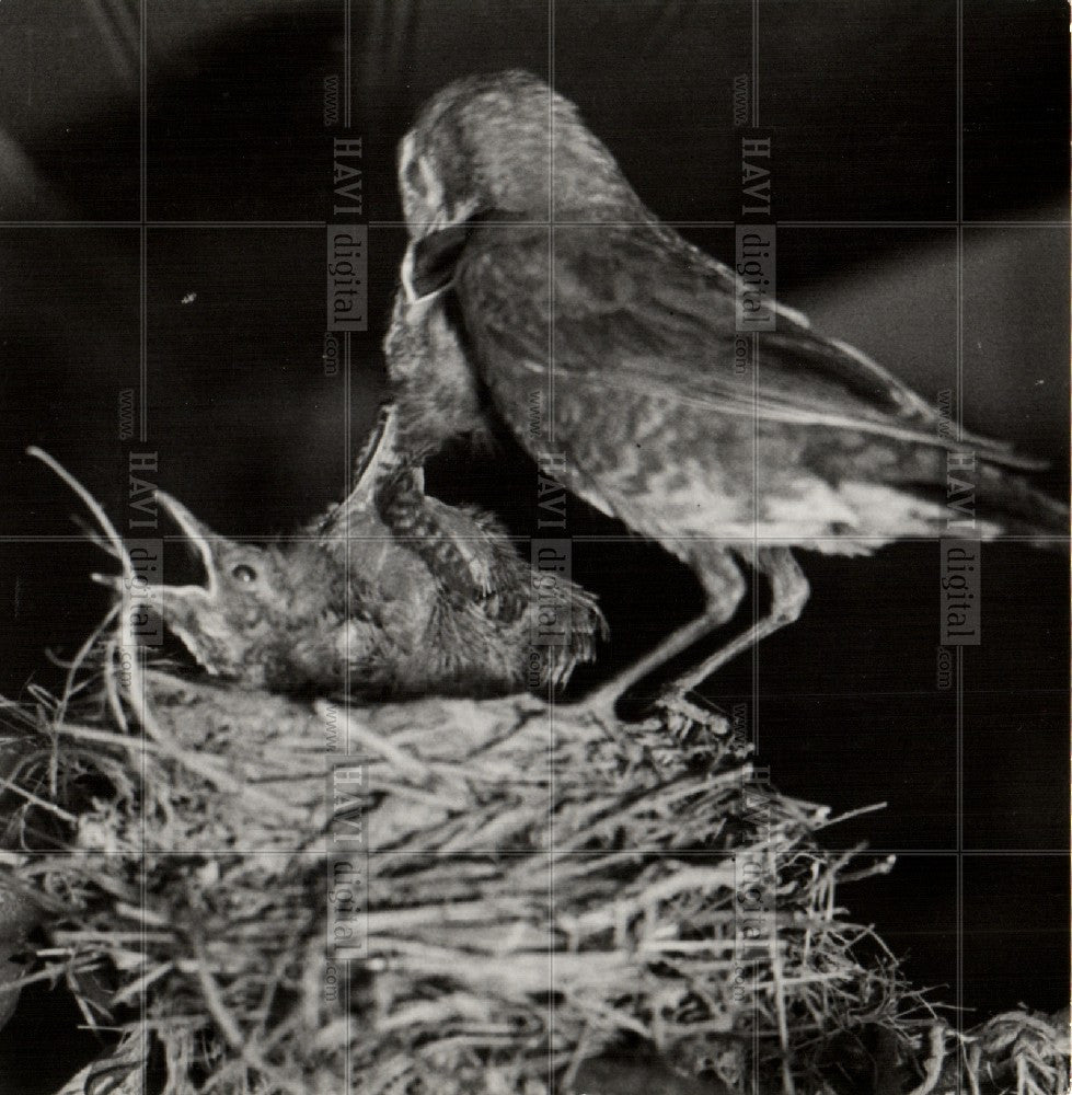 1937 Press Photo Robin Bird Mother Songbird Feeding - Historic Images