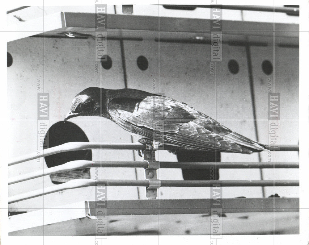 1978 Press Photo Bird Purple Martin birds - Historic Images