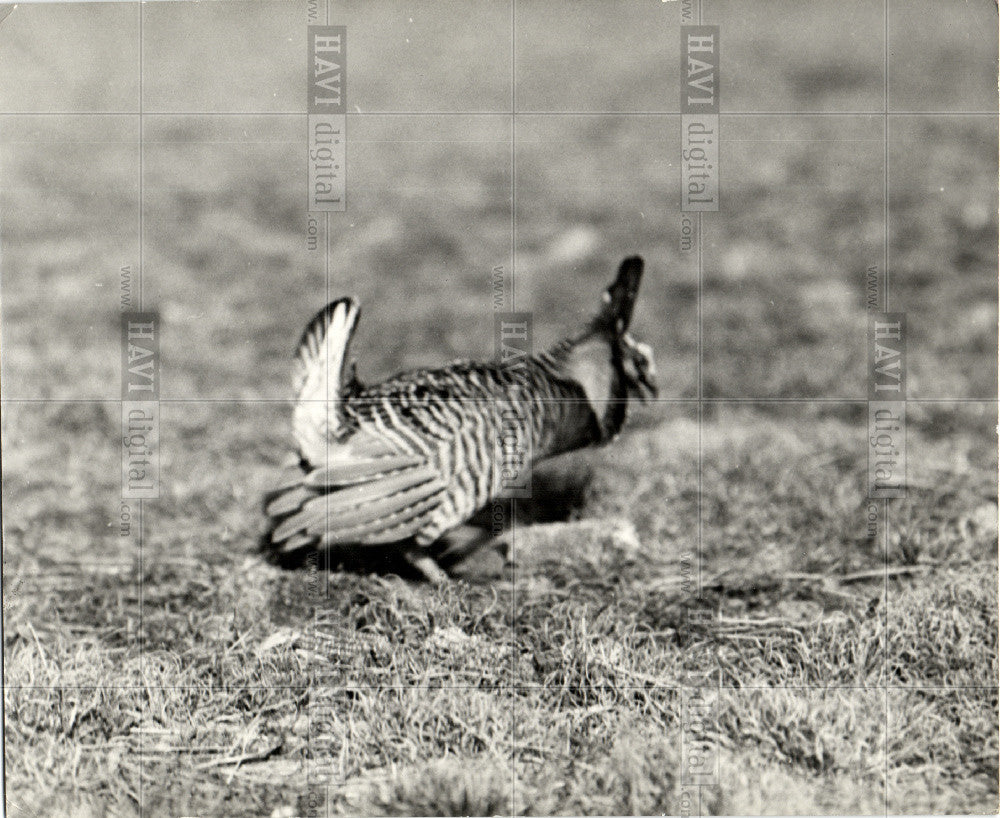 1951 Press Photo Prairie chicken, nature - Historic Images
