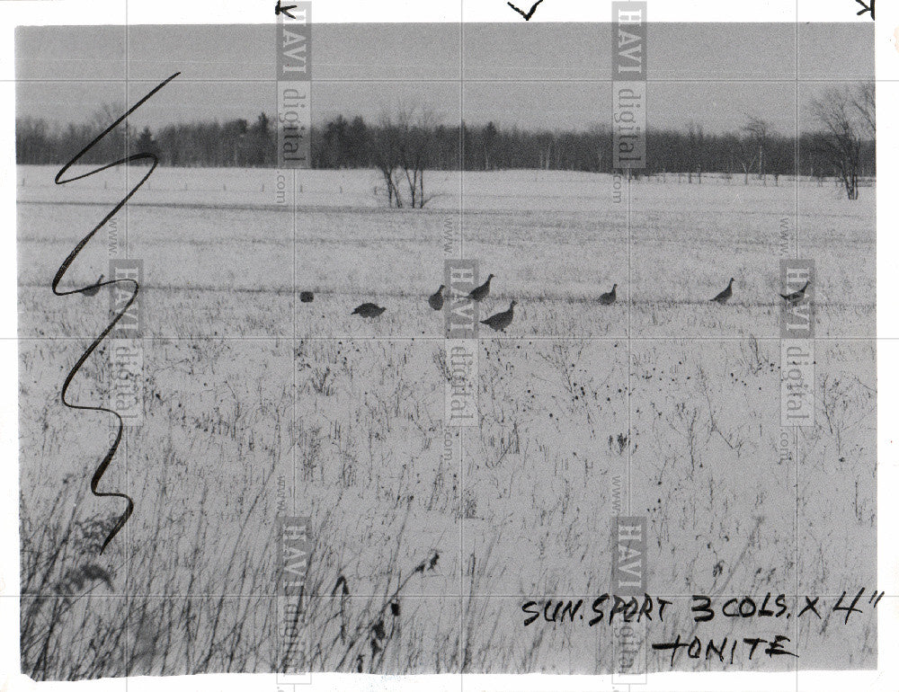 1958 Press Photo Chicken - Historic Images