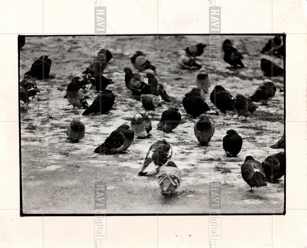 1975 Press Photo bird pegion plumping feathers winter - Historic Images