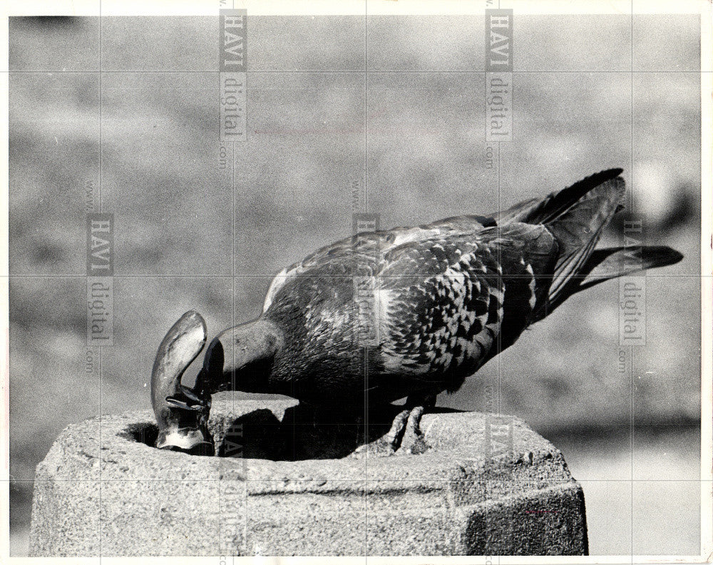 1970 Press Photo fussybird,pigeon,thrist,quench - Historic Images