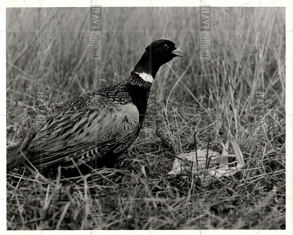 1976 Press Photo pheasants bird subfamily-phasianidae - Historic Images