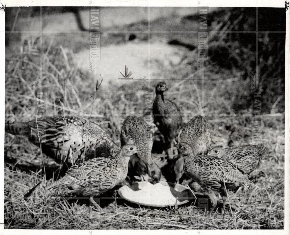 1952 Press Photo cock pheasant, brood feeding - Historic Images