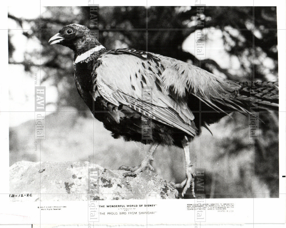 1980 Press Photo War Lord - Historic Images