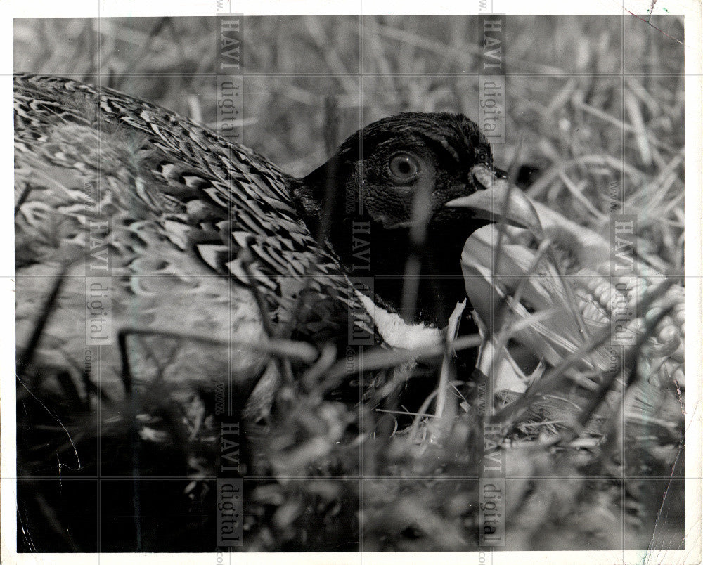 Press Photo BIRD   PHEASANT - Historic Images