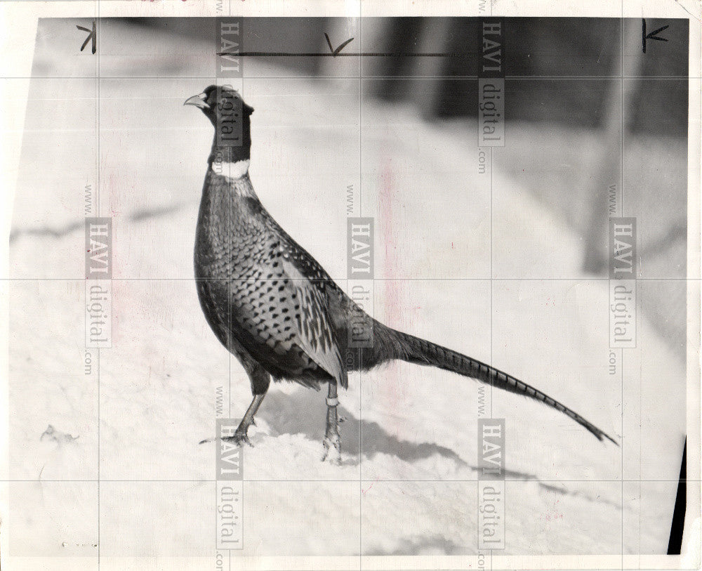 1976 Press Photo Pheasants Bird - Historic Images