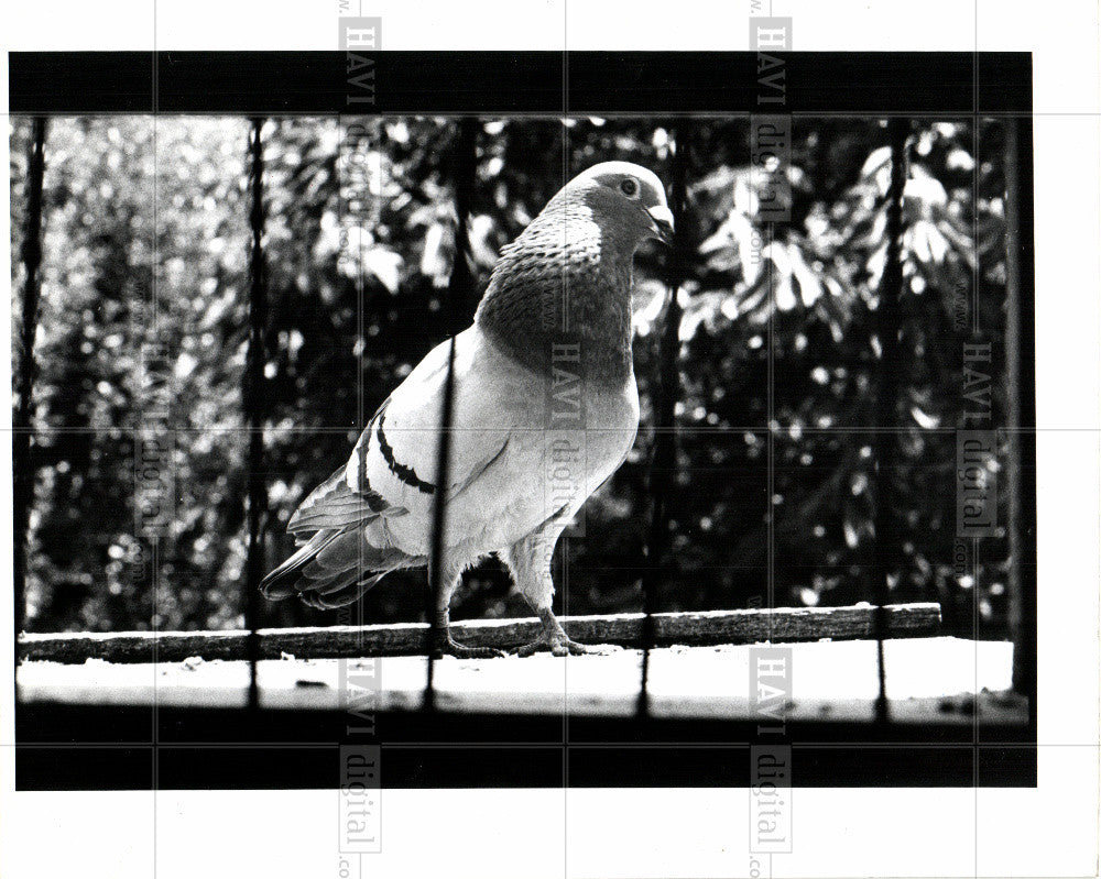 1918 Press Photo pigeon  bird-family columbidae - Historic Images
