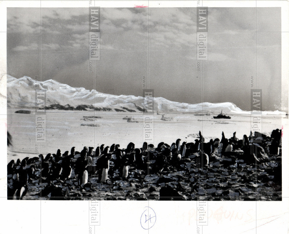 1970 Press Photo Antartica Penguin Rookery USS Burton - Historic Images