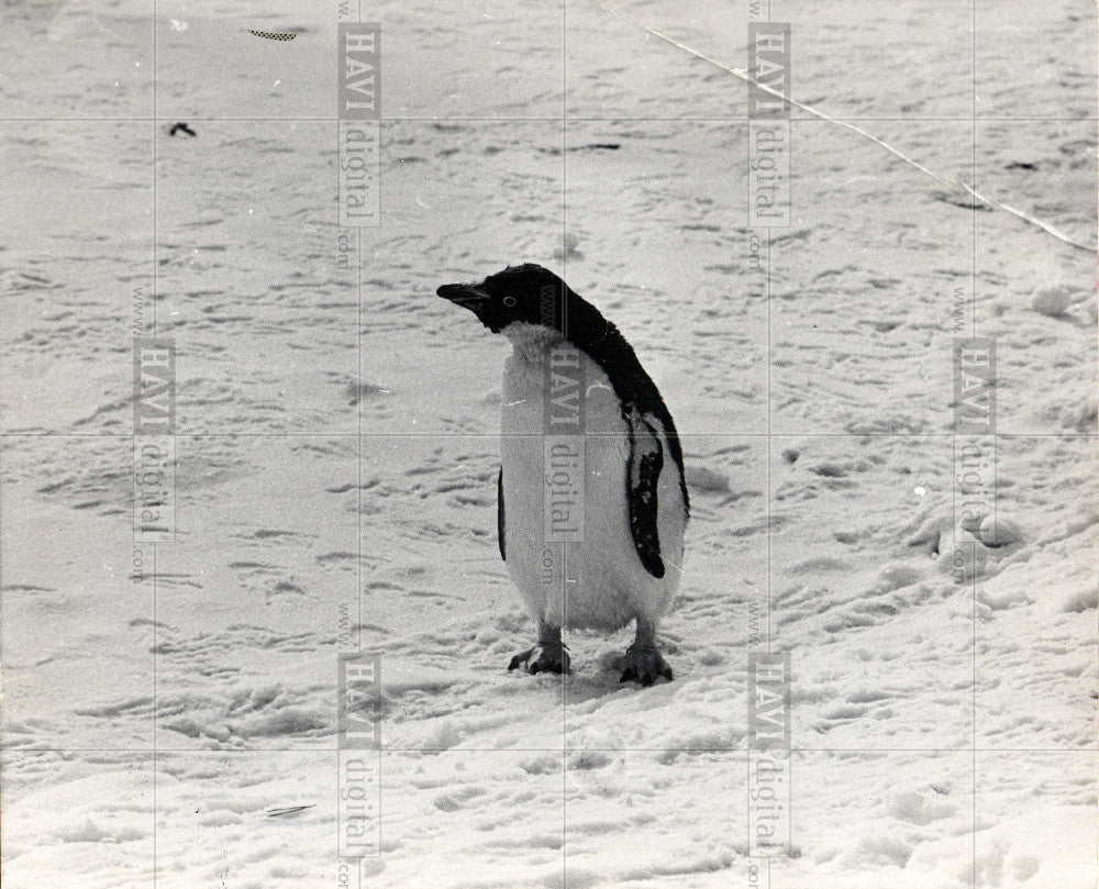 1970 Press Photo Bird Penguin Flightless Antarctica - Historic Images