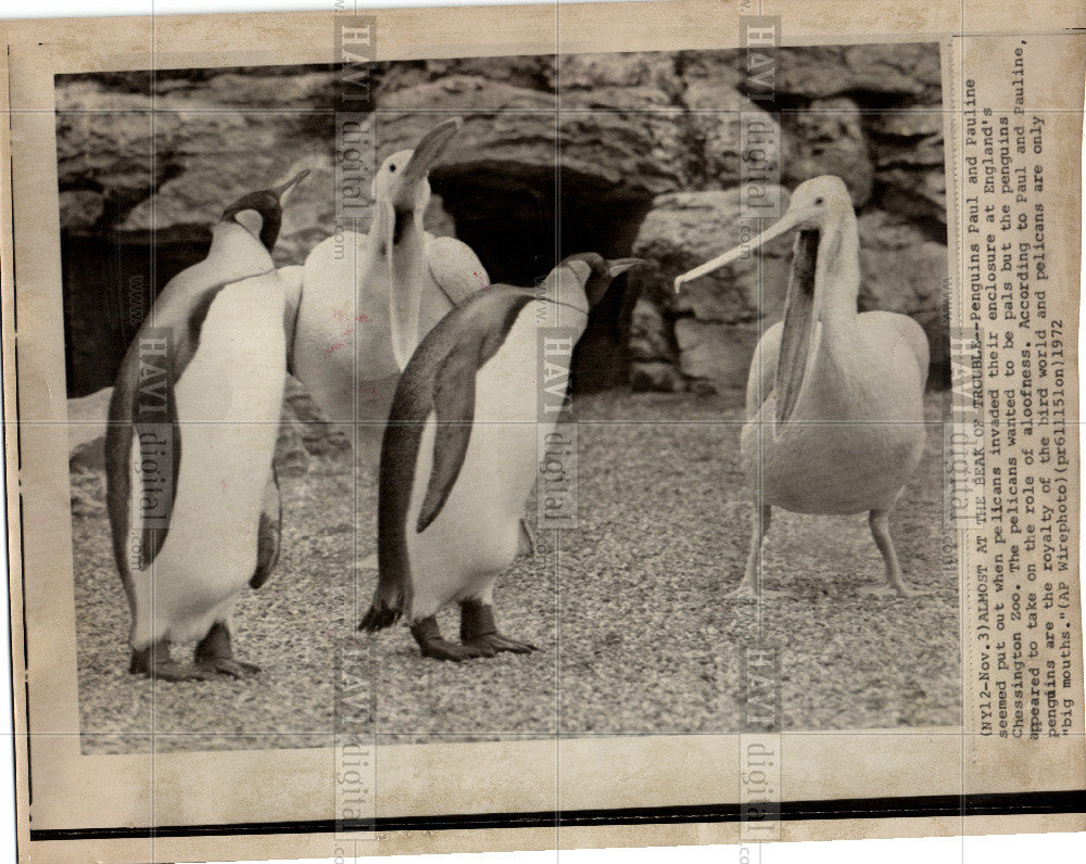 1972 Press Photo Penguin - Historic Images