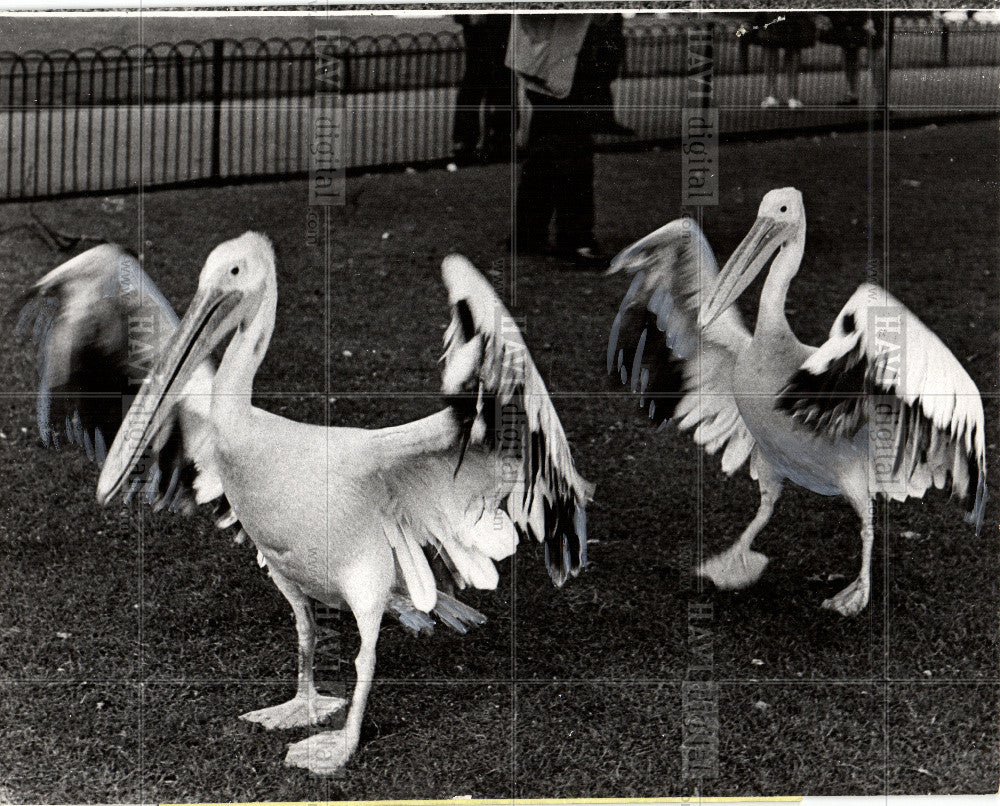 1966 Press Photo easternwhite,london,park,wings - Historic Images