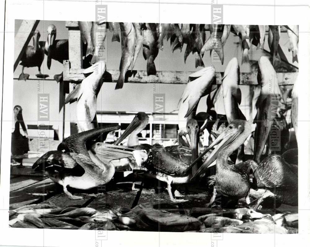 Press Photo Florida Keys Pelicans Eating Fish - Historic Images