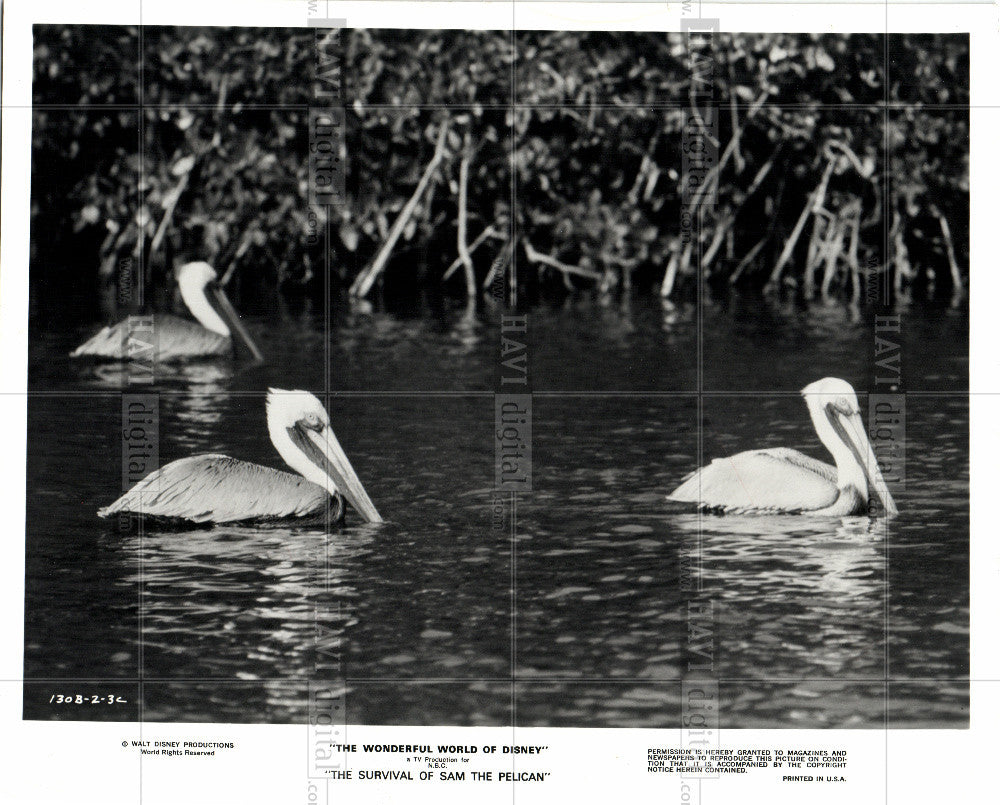 1990 Press Photo Pelican Bird - Historic Images