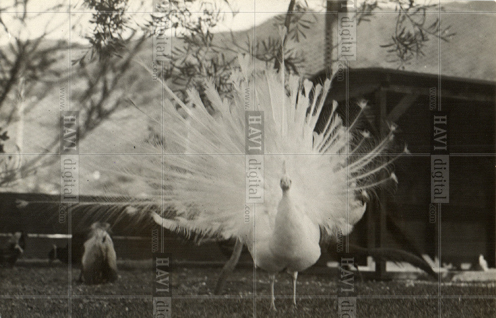 1936 Press Photo Bird - White Peacock - Historic Images