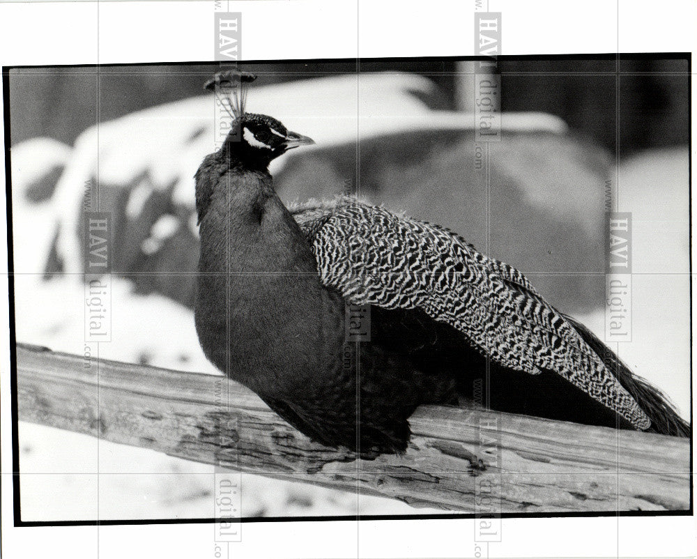 1991 Press Photo Detroit Zoo Peacock Animal Bird - Historic Images