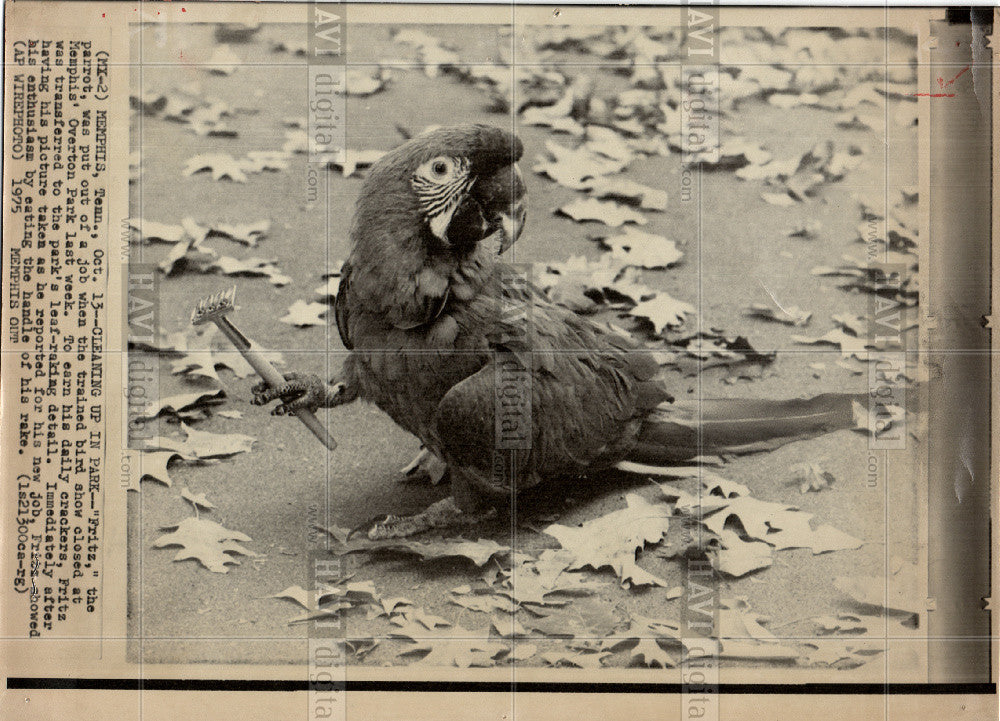 1975 Press Photo Bird Parrot Fritz - Historic Images