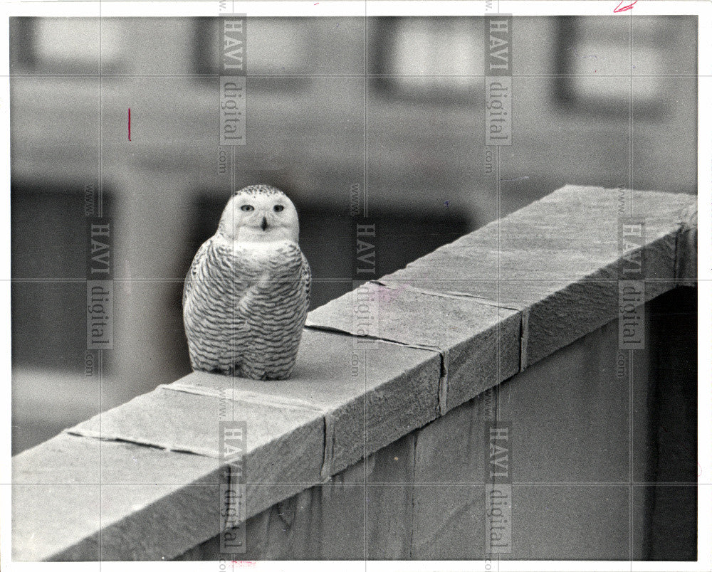 1981 Press Photo BIRD-OWL - Historic Images