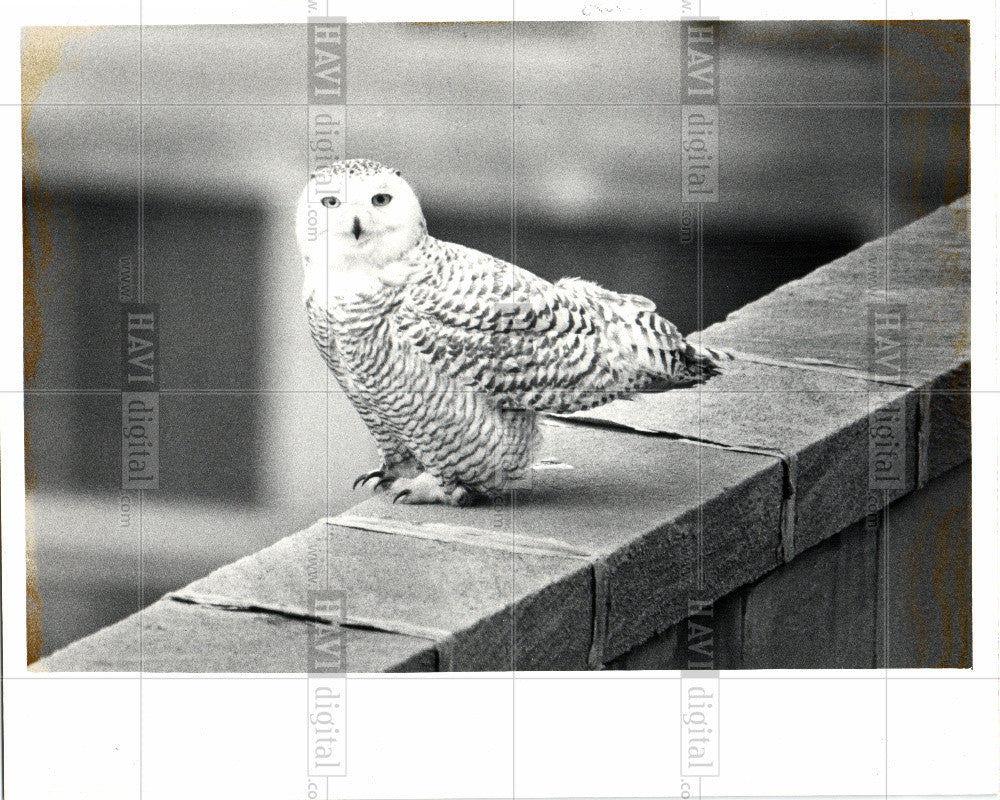 1981 Press Photo owl - Historic Images