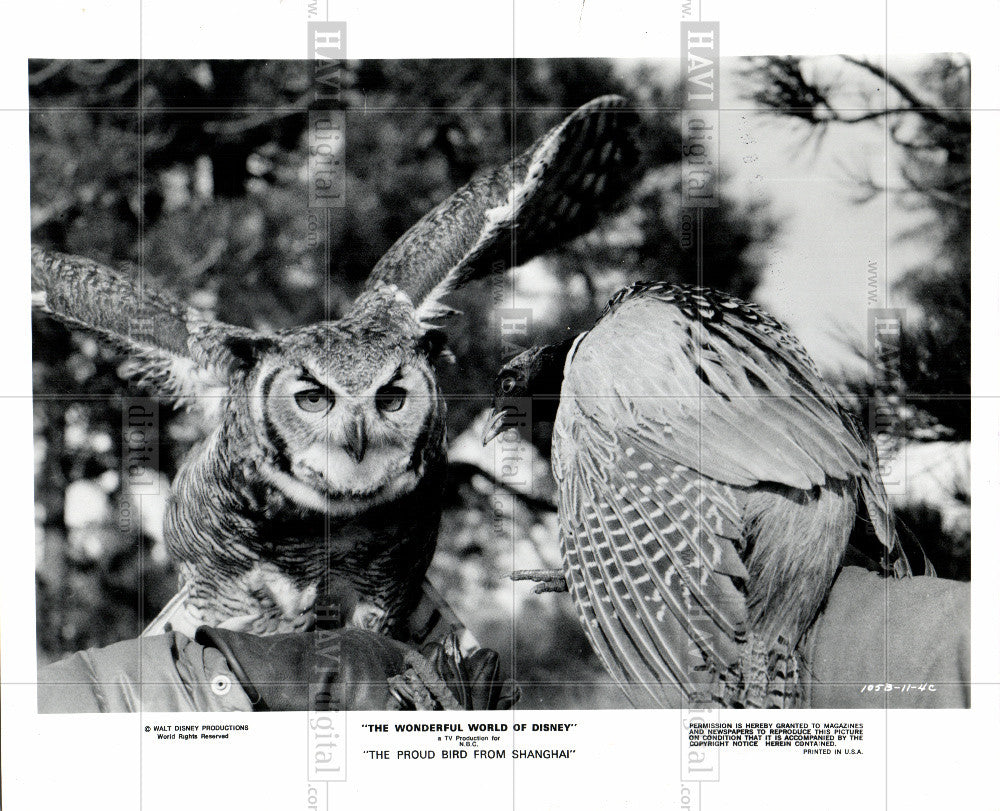 1990 Press Photo Bird owl, ring-necked pheasant - Historic Images