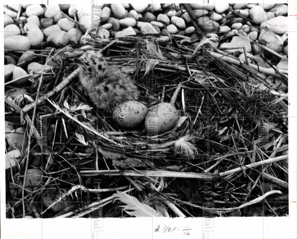 1961 Press Photo Gull - Historic Images