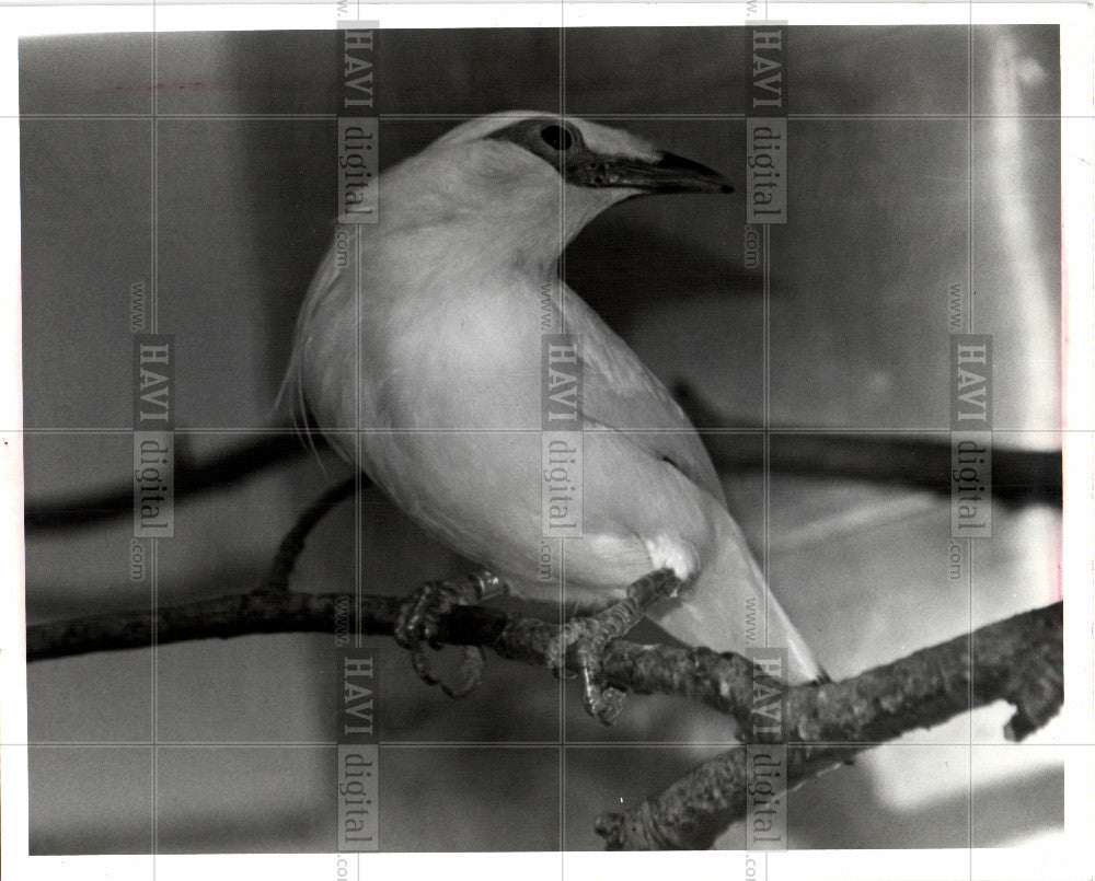 1986 Press Photo Detroit Zoo, Rothschild&#39;s mynah - Historic Images