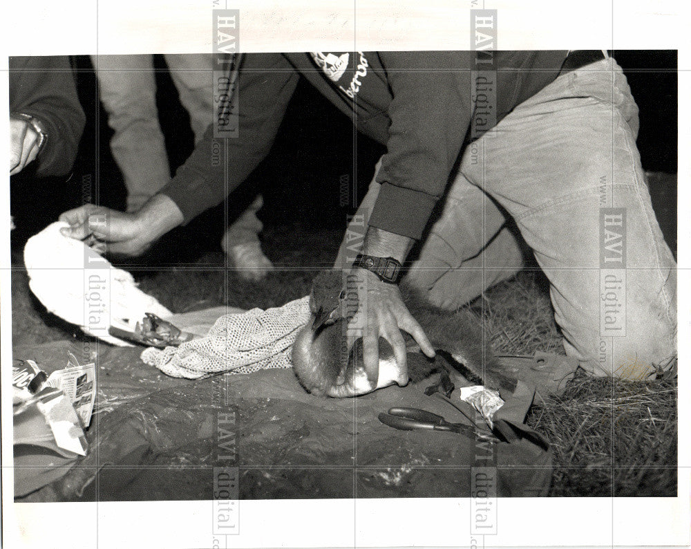 1991 Press Photo researchers,beautiful,bisrds,whitefish - Historic Images