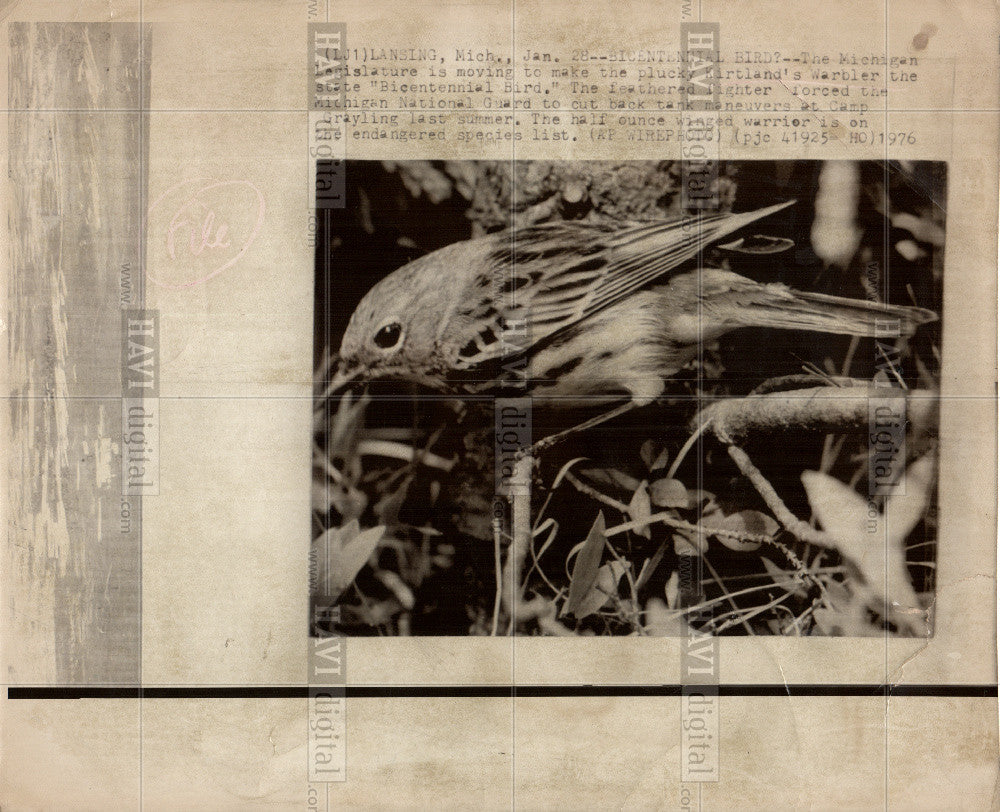 1976 Press Photo Kirtland&#39;s Warbler - Historic Images