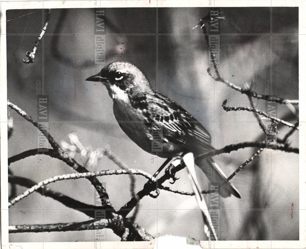 1964 Press Photo BirdKirtland - Historic Images