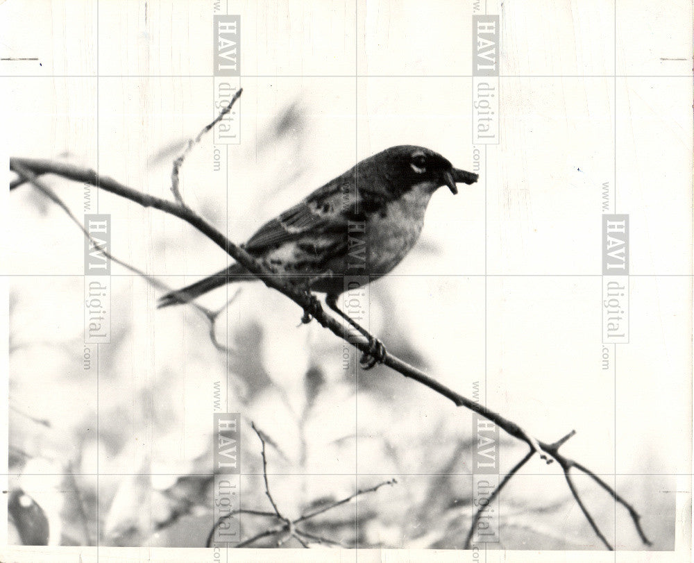 1987 Press Photo Kirtland Warbler,song bird - Historic Images