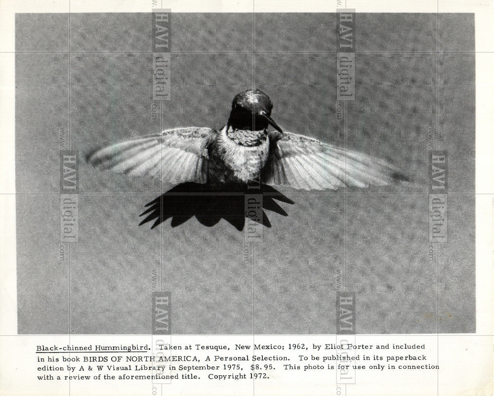 1976 Press Photo black chinned hummingbird wings bird - Historic Images