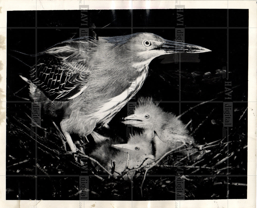 1974 Press Photo Bird-Heron - Historic Images