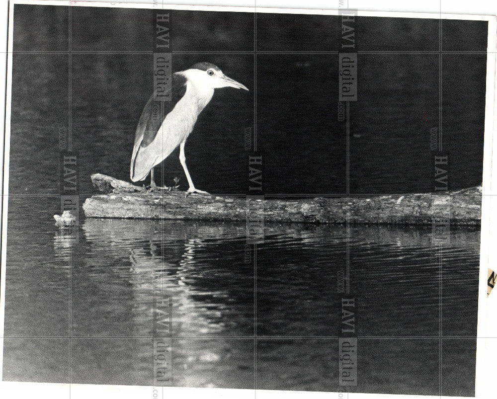 1983 Press Photo A black-crowned night heron - Historic Images