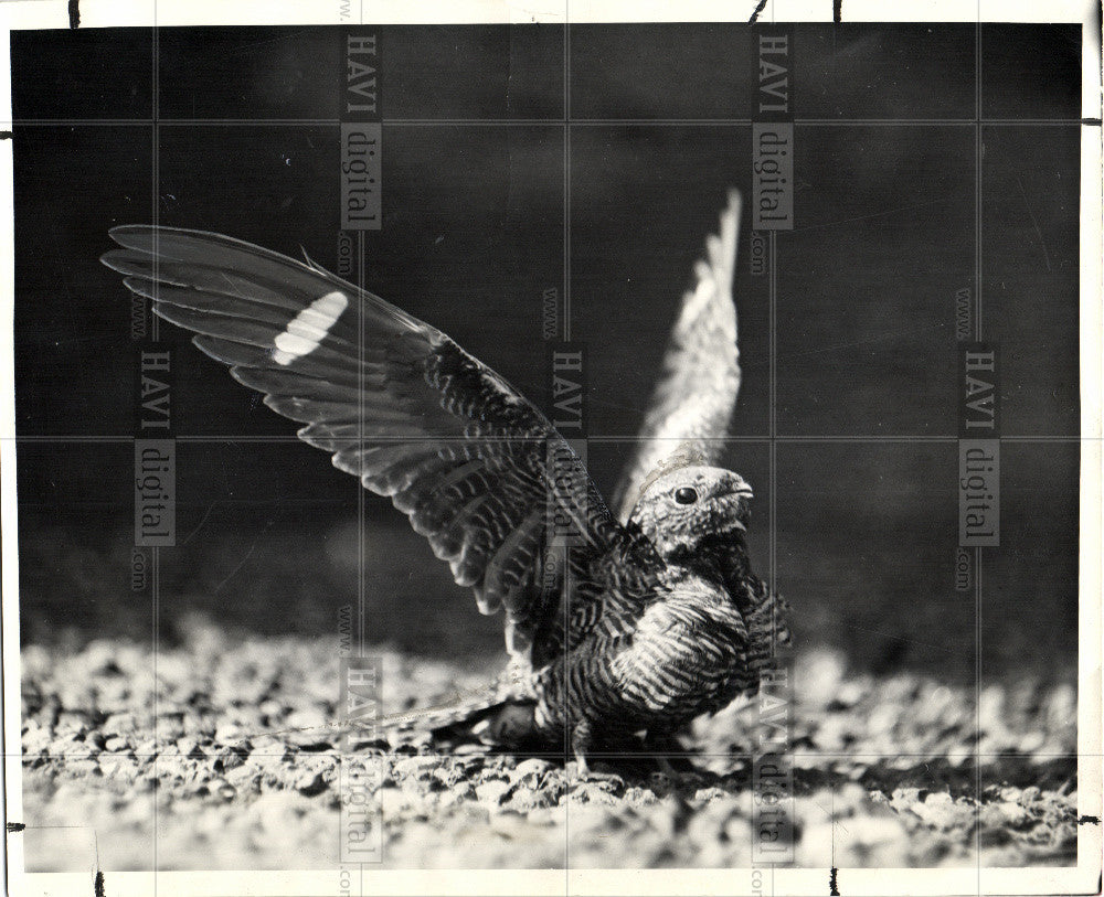 1944 Press Photo Birds Hawks - Historic Images