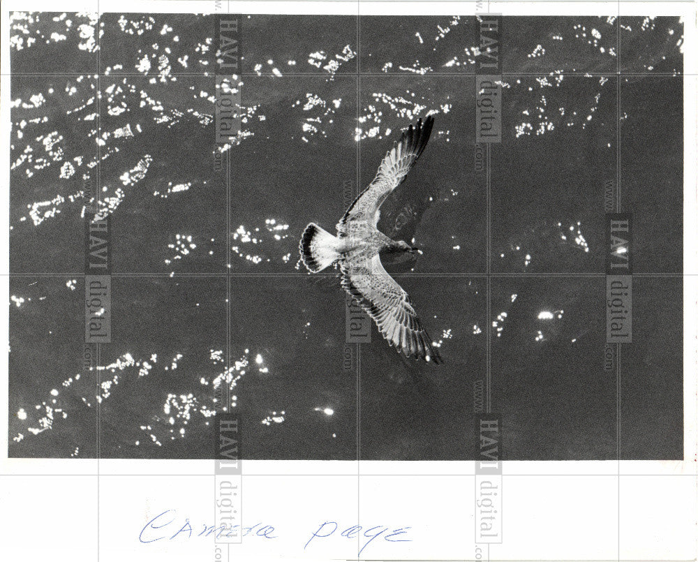 1990 Press Photo Sea Gull Bird - Historic Images