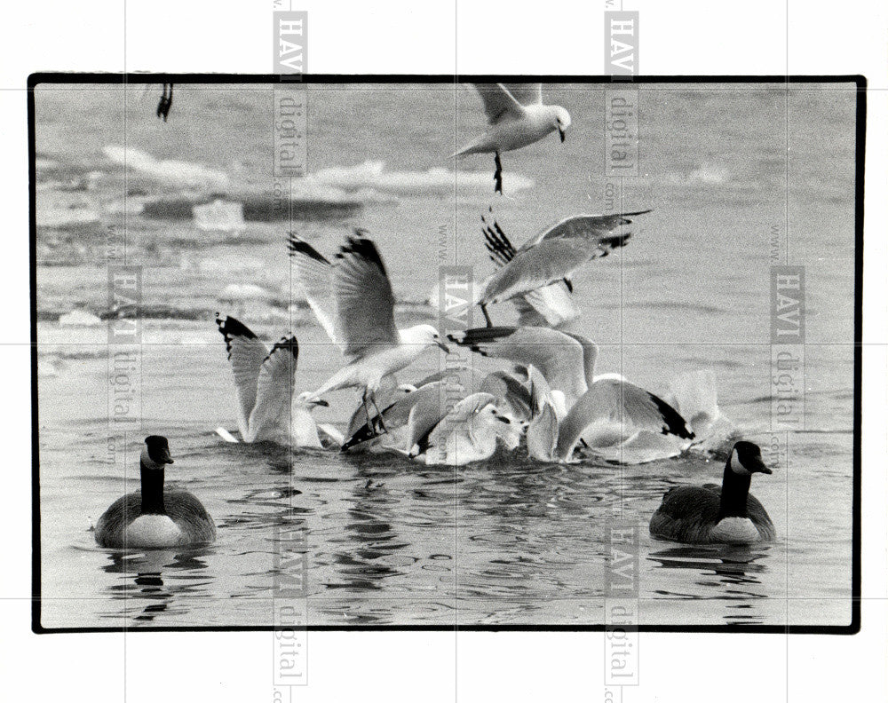 1986 Press Photo Canadian geese detroit river wyandotte - Historic Images