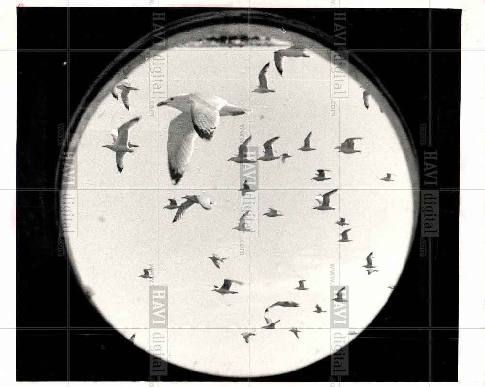 1987 Press Photo Gulls birds - Historic Images