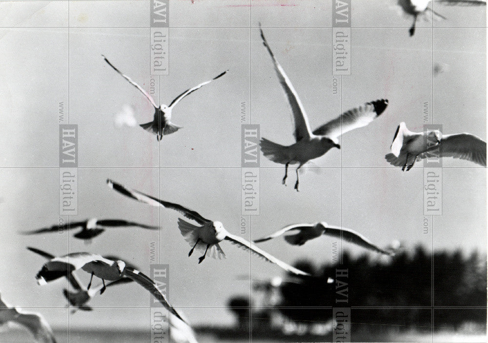 1980 Press Photo Gulls birds - Historic Images