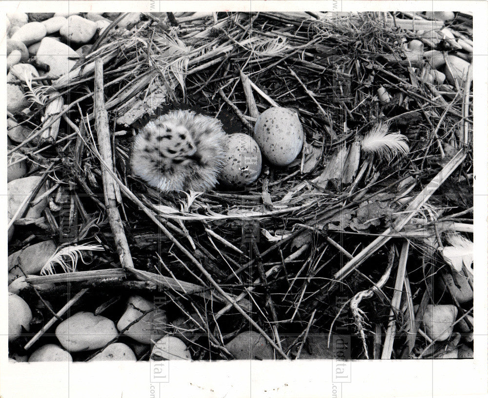 1962 Press Photo Gull - Historic Images