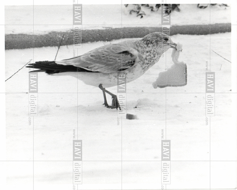 1977 Press Photo Sea gull has found a piece of bread - Historic Images