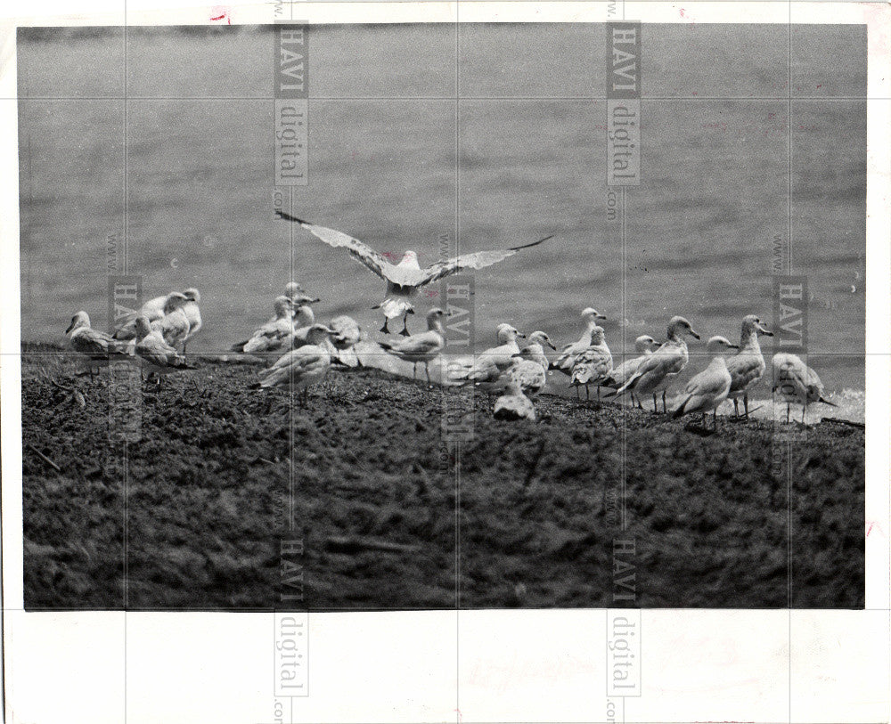 1974 Press Photo Seagulls Beach Birds - Historic Images