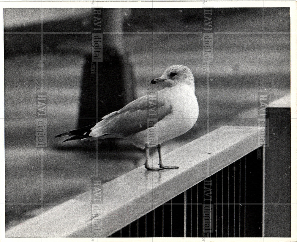 1971 Press Photo Bird- Gull - Historic Images