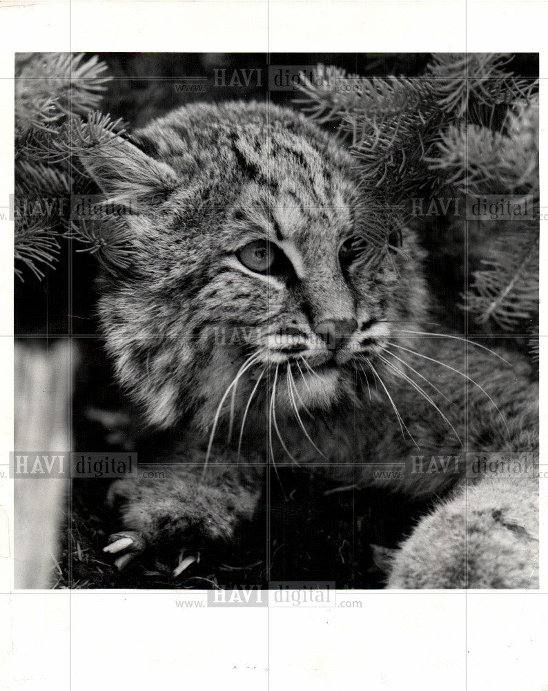 1970 Press Photo bobcat Lower Peninsula - Historic Images