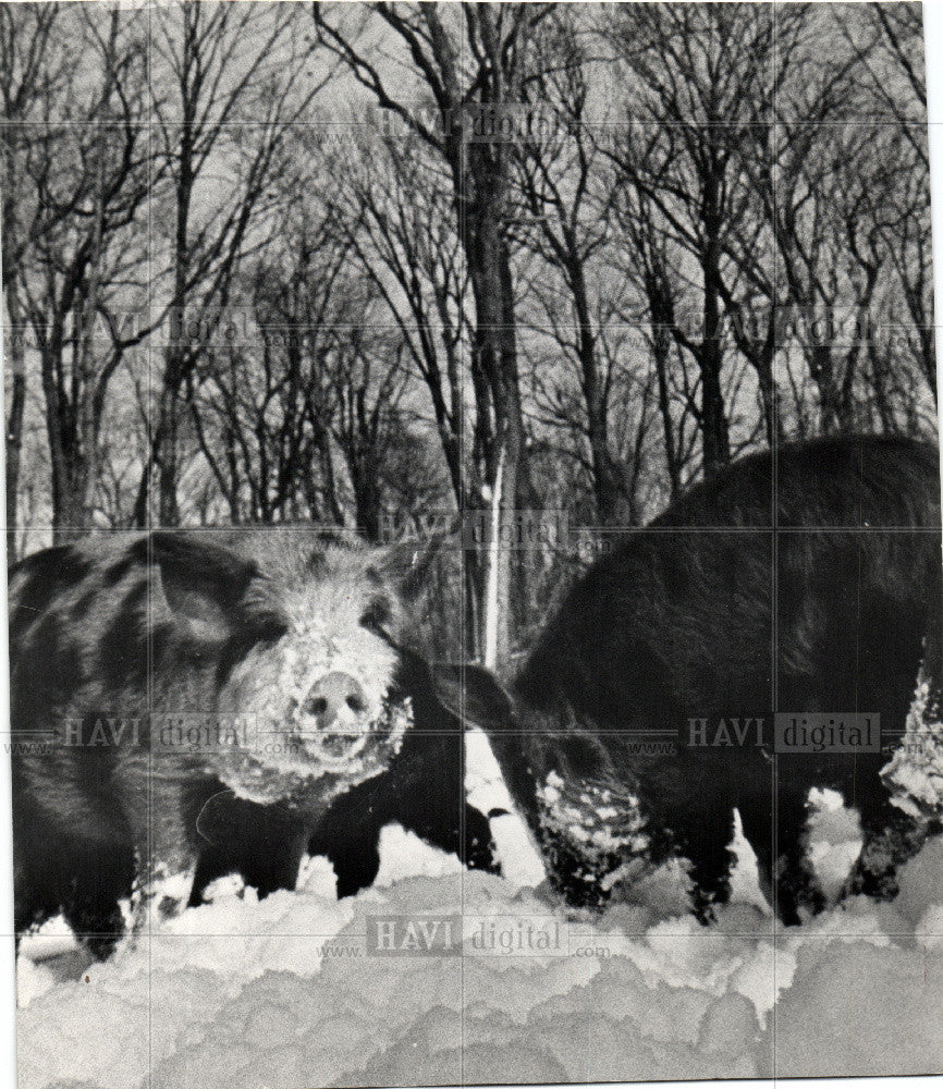 1967 Press Photo Boar - Historic Images