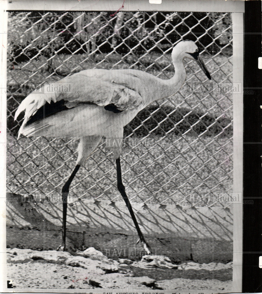 1962 Press Photo North American bird - Historic Images