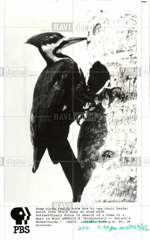 1986 Press Photo woodpeckers Wild America PBS bird - Historic Images